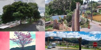Poda drástica e supressão: Prefeitura corta mais árvores em Itabirito Poda drástica e supressão: Prefeitura corta mais árvores em Itabirito