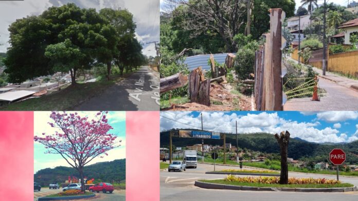 Poda drástica e supressão: Prefeitura corta mais árvores em Itabirito