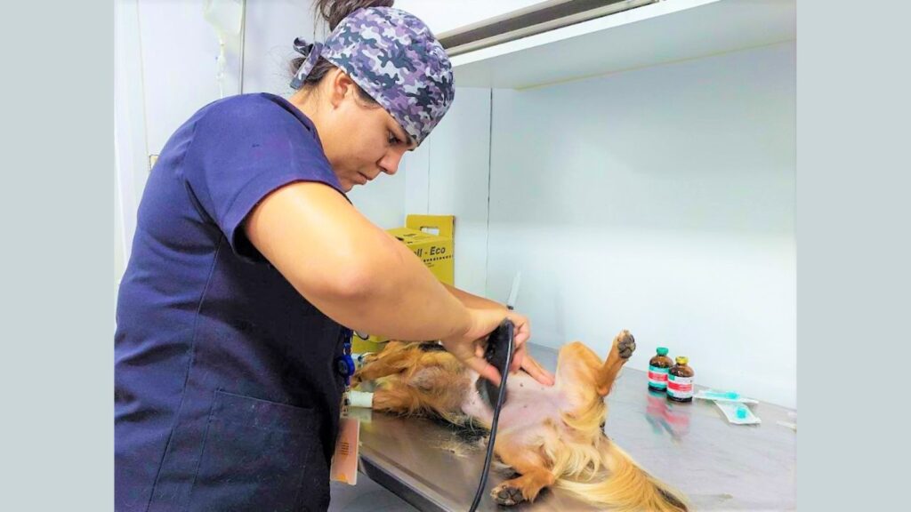 Castração animal. Foto - divulgação