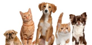 Dia C: Itabirito realiza cadastro presencial para castração de cães e gatos Castração de cães e gatos. Foto - reprodução.