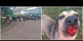 Itabirito: cavalos soltos pelo Marzagão causam inúmeros transtornos Itabirito: cavalos soltos pelo Marzagão causam inúmeros transtornos