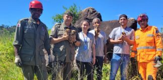 Itabirito: Brigada e equipe do Canil salvam cadela e 4 cachorrinhos em local de difícil acesso; veja vídeo Itabirito: Brigada e equipe do Canil salvam cadela e 4 cachorrinhos em local de difícil acesso; veja vídeo