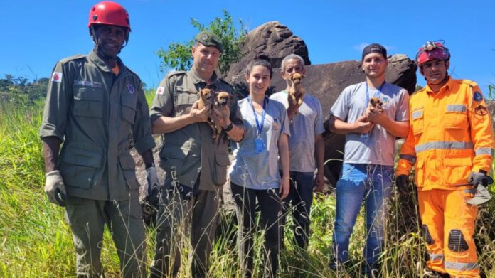 Itabirito: Brigada e equipe do Canil salvam cadela e 4 cachorrinhos em local de difícil acesso; veja vídeo