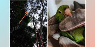 Lafaiete: após 3 dias presa em árvore a 10 m de altura, maritaca é salva por bombeiros Lafaiete: depois de 3 dias presa em árvore a 10 m de altura, maritaca é salva por bombeiros