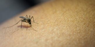 Proliferação da dengue em Mariana é alarmante em relação a Itabirito e Ouro Preto Proliferação da dengue em Mariana é alarmante em relação a Itabirito e Ouro Preto