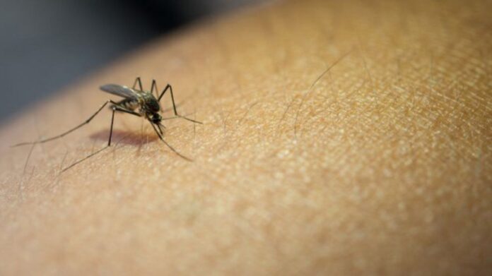 Proliferação da dengue em Mariana é alarmante em relação a Itabirito e Ouro Preto