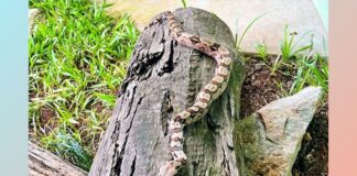 Zoológico do Parque Ecológico de Itabirito recebe jiboia Zoológico do Parque Ecológico de Itabirito recebe jiboia