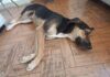 Itabirito: cachorro é morto por envenenamento no bairro Funcionários Itabirito: cachorro é morto por envenenamento no bairro Funcionários