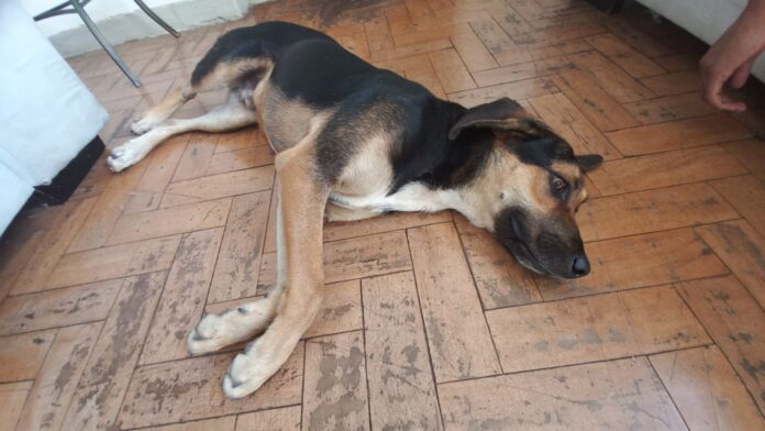 Itabirito: cachorro é morto por envenenamento no bairro Funcionários