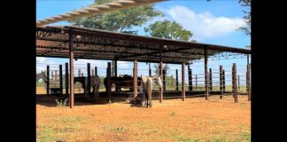 Disque 153: Prefeitura de Itabirito vai recolher animais de grande porte soltos pelas ruas Disque 153: Prefeitura de Itabirito vai recolher animais de grande porte soltos pelas ruas