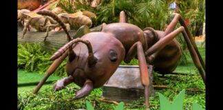 Natureza Gigante: Itabirito recebe exposição a partir deste sábado (20/5) Natureza Gigante: Itabirito recebe exposição a partir deste sábado (20/5)