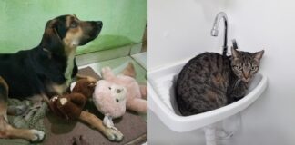 Itabirito: mais um animal de estimação é envenenado e morto no bairro Funcionários Itabirito: mais um animal de estimação é envenenado e morto no bairro Funcionários