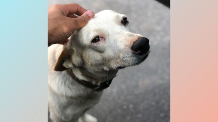 Itabirito: moradores do bairro Jardim das Acácias se unem para salvar cãozinho comunitário 