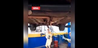 MG: serpente entra na parte inferior de veículo e bombeiros são chamados; veja vídeo MG: serpente entra na parte inferior do veículo e bombeiros são chamados; veja vídeo