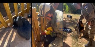 Itabirito: rottweiler fica preso em cerca e Brigada atua para salvá-lo Rottweiler fica preso em cerca e Brigada atua para salvá-lo