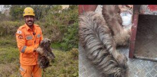 Cães idosos ilhados há 3 dias são resgatados pelos bombeiros, em Conselheiro Lafaiete Cães idosos ilhados há 3 dias são resgatados pelos bombeiros, em Conselheiro Lafaiete