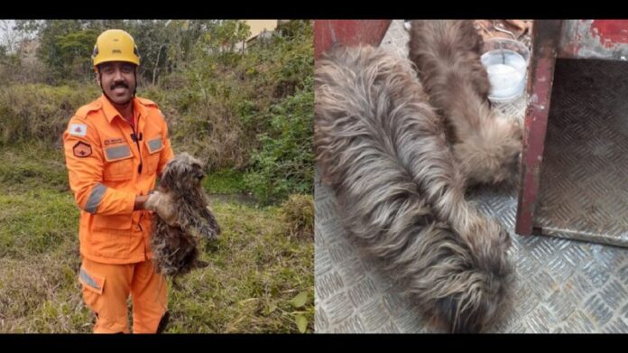 Cães idosos ilhados há 3 dias são resgatados pelos bombeiros, em Conselheiro Lafaiete