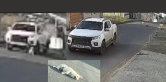 Itabirito: cão morre atropelado e motorista segue como se nada tivesse acontecido; veja vídeo Itabirito: cão morre atropelado e motorista segue como se nada tivesse acontecido; veja vídeo