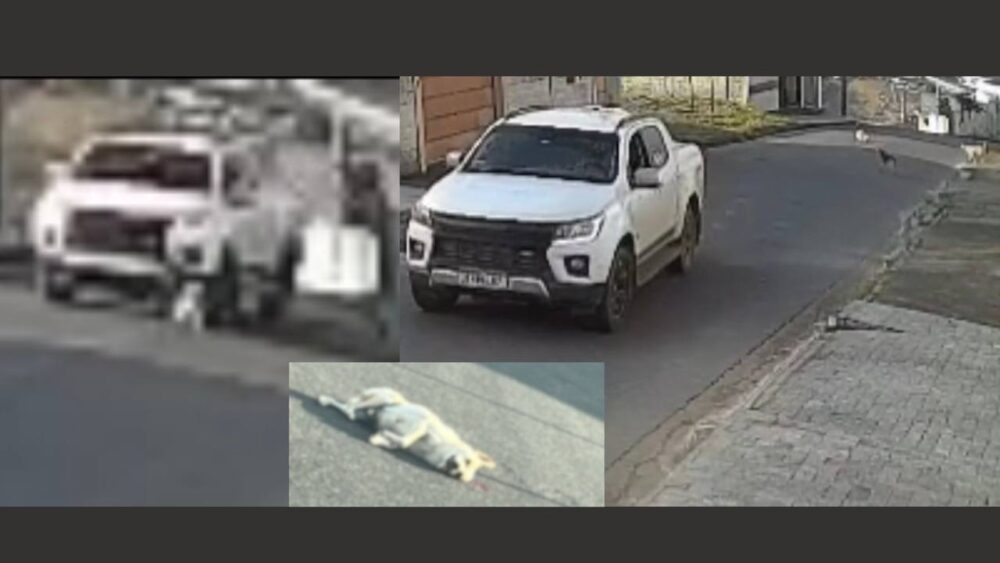Itabirito: cão morre atropelado e motorista segue como se nada tivesse acontecido; veja vídeo