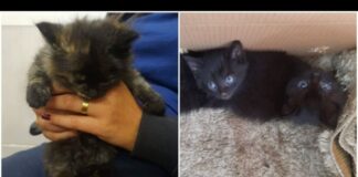 Itabirito: câmera flagra homem abandonando filhotes de gato, em uma caixa, na porta da Nutrito; veja vídeo Itabirito: câmera flagra homem abandonando filhotes de gato, em uma caixa, na porta da Nutrito