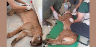 Cachoeira do Campo, Ouro Preto: onça-parda entra em garagem e mobiliza moradores, bombeiros e Ibama Cachoeira do Campo, Ouro Preto: onça-parda entra em garagem a assusta moradores