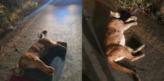 Ouro Branco: onça-parda morre após ser atropelada perto de Carreiras Ouro Branco: onça parda morre após ser atropelada próxima a Carreiras