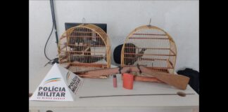 Amarantina, Ouro Preto: trinca-ferro e bico-de-veludo, capturados recentemente, são apreendidos Amarantina, Ouro Preto: trinca-ferro e bico-de-veludo, capturados recentemente, são apreendidos