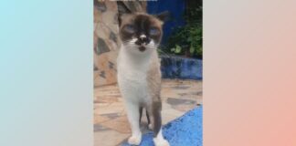 Funcionários, Itabirito: tutora pede ajuda para encontrar gatinha desaparecida Funcionários, Itabirito: tutora pede ajuda para encontrar gatinha desaparecida