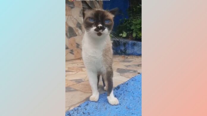 Funcionários, Itabirito: tutora pede ajuda para encontrar gatinha desaparecida