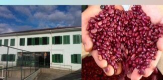 Em escola de Santa Rita de Ouro Preto, 60% da merenda escolar vêm da agricultura familiar Em escola de Santa Rita de Ouro Preto, 60% da merenda escolar vêm da agricultura familiar