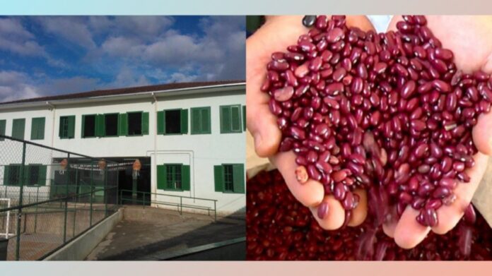 Em escola de Santa Rita de Ouro Preto, 60% da merenda escolar vêm da agricultura familiar