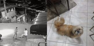 Itabirito: pit bull mata shih-tzu de 11 anos no bairro Saudade; veja vídeo Itabirito: pit bull mata shih-tzu de 11 anos no bairro Saudade; veja vídeo