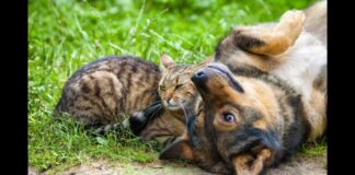 Itabirito: vacinação contra a raiva começa na zona rural; saiba onde serão os postos Prefeitura de Itabirito inicia campanha de vacinação antirrábica