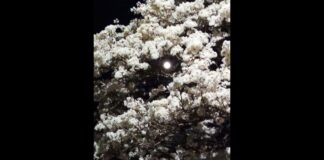 Ipê-branco do Tombadouro: o espetáculo em Itabirito está de volta Ipê-branco do Tombadouro: o espetáculo em Itabirito está de volta