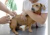 Itabirito: campanha de vacinação antirrábica de cães e gatos será neste fim de semana Vacinação Antirrábica em Itabirito. Foto - divulgação.