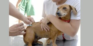 Itabirito: campanha de vacinação antirrábica de cães e gatos será neste fim de semana Vacinação Antirrábica em Itabirito. Foto - divulgação.