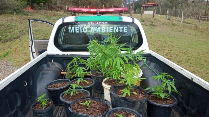 34 pés de maconha são apreendidos na zona rural de Ouro Preto; grama era vendido a R$ 70; 1 mulher presa