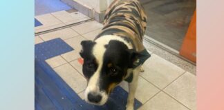 Covardia em Itabirito: cão Pirata leva pancada na cabeça e pode perder um olho Covardia: cão Pirata leva pancada na cabeça e pode perder um olho