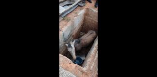 Égua cai em cova de cemitério na Grande BH e bombeiros são acionados Égua cai em cova de cemitério na Grande BH e bombeiros são acionados