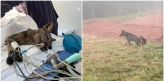 MG: após 3 meses se recuperando, raposa atropelada e em estado grave é reinserida na natureza MG: após 3 meses se recuperando, raposa atropelada e em estado grave é reinserida na natureza