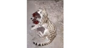 Filhote de jaguatirica morre atropelado em Rodrigo Silva, Ouro Preto Filhote de jaguatirica morre atropelado em Rodrigo Silva, Ouro Preto