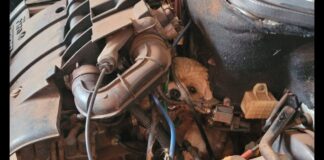 MG: ao perseguir gato, cãozinho fica preso em motor de carro e bombeiros são acionados; veja vídeo MG: ao perseguir gato, cãozinho fica preso em motor de carro e bombeiros são acionados; veja vídeo