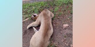 Itabirito: onça de grande porte morre atropelada na BR-040, em Ribeirão do Eixo; veja vídeo Itabirito: onça de grande porte morre atropelada na BR-040, em Ribeirão do Eixo; veja vídeo