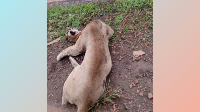 Itabirito: onça de grande porte morre atropelada na BR-040, em Ribeirão do Eixo; veja vídeo