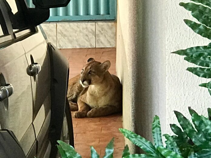 MG: onça de grande porte entra em garagem de casa e dá trabalho para bombeiros; veja vídeo