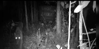 Onça-parda é flagrada por família em sítio de distrito de Ouro Preto