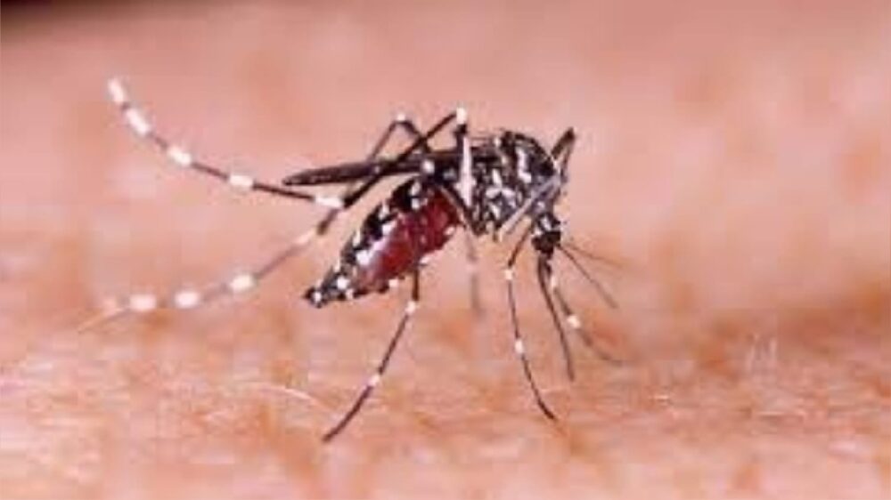 Mariana contabiliza mais de 2.200 casos de dengue