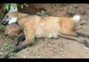 Lobo-guará é encontrado morto com um tiro na perna em estrada de Conselheiro Lafaiete