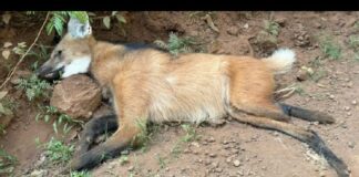 Lobo-guará é encontrado morto com um tiro na perna em estrada de Conselheiro Lafaiete