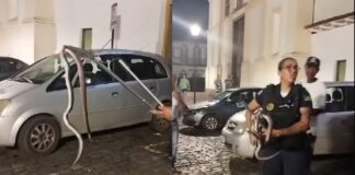 Mariana: cobra em porta de carro na Praça da Sé é retirada em segurança por guarda bióloga Mariana: cobra em porta de carro na Praça da Sé é retirada em segurança por guarda bióloga